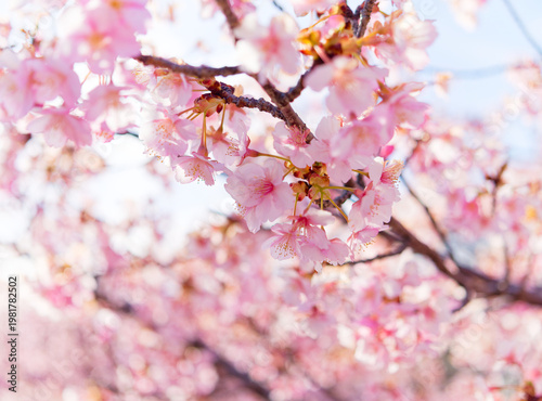 blooming cherry blossoms with soft bokeh against blue sky