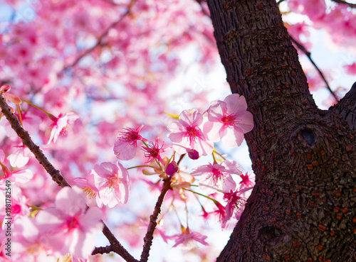 blooming cherry blossoms with soft bokeh against blue sky