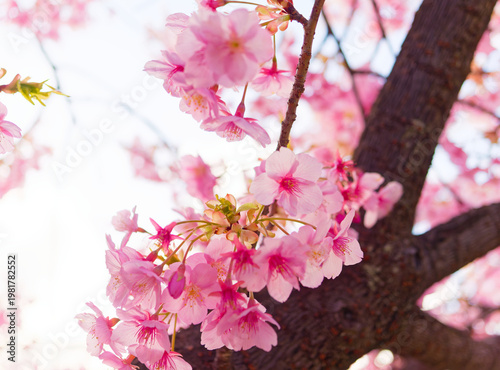 blooming cherry blossoms with soft bokeh against blue sky