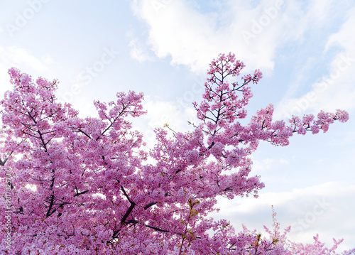 Cherry Blossom Branches in Full Bloom Against Blue Sky Spring Nature Background
