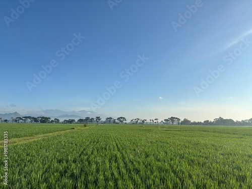 Wide panoramic view of a vibrant green agricultural rice paddy field stretching towards a distant mountain range under a clear blue sky.