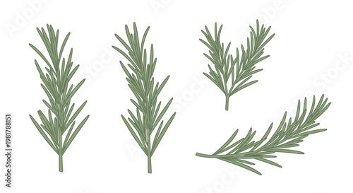 Fresh Rosemary Sprigs for Culinary Use and Decoration.