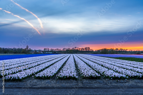 hyacinth field at sunset