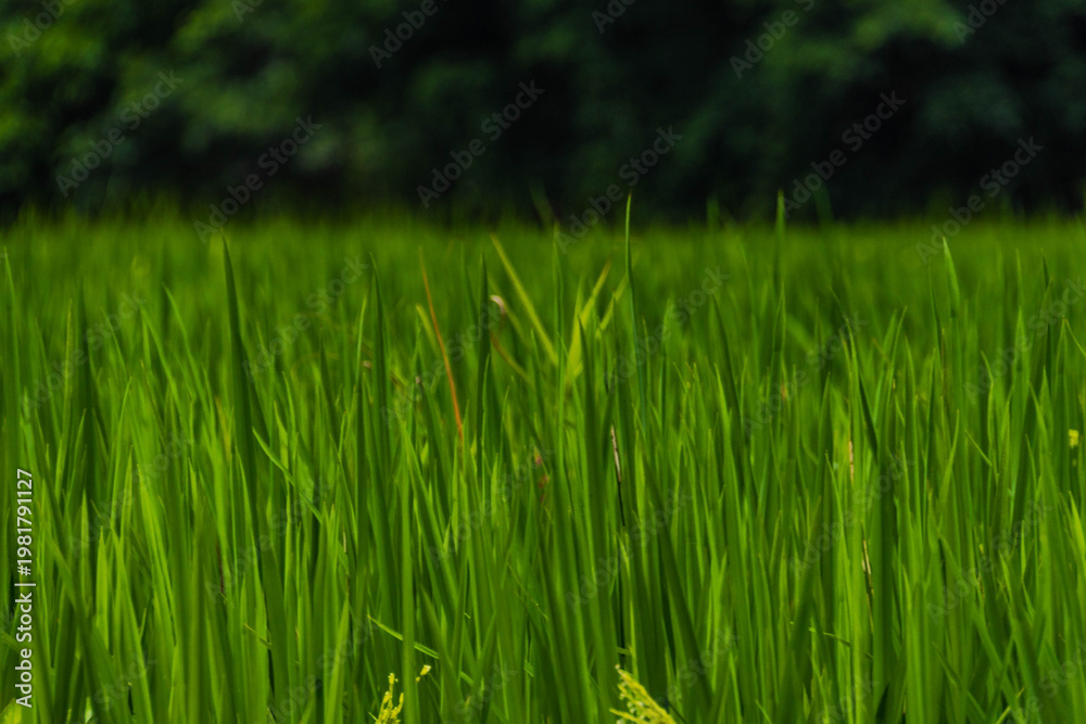 Obraz premium Green Horizon – Rice Fields Beneath the Karst Mountains