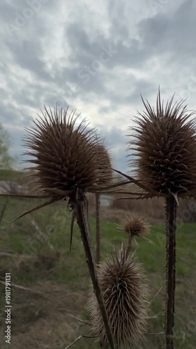 Close-up footage of dried teasel plants with sharp spines standing in a wild field. The camera captures different moments of the same scene, focusing on texture and silhouette against a cloudy sky