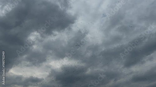 Video shows a large swarm of flying insects moving chaotically across a dramatic cloudy sky. Different moments reveal shifting density and patterns as insects scatter and regroup in the air