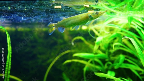 A freshwater fish Ctenolucius hujeta hujeta swims among aquatic plants underwater. 