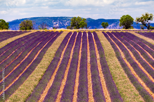Provence landscape with lavender fields, France