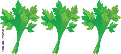 Parsley Herb Illustration Set, Fresh Green Leaves Culinary Ingredient Vector
