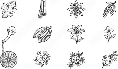 A collection of hand drawn spice and flower icons including ginger, cinnamon, star anise, cocoa, and citrus for cooking, herbal tea, and organic branding.
