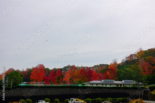 Autumn foliage landscape with vibrant trees along Shikoku Henro countryside in Japan