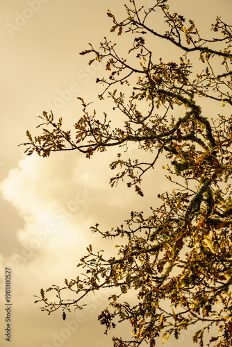 Autumn old oak tree branches
