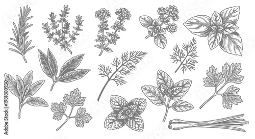 Hand Drawn Vintage Herbs and Spices Engraving Collection