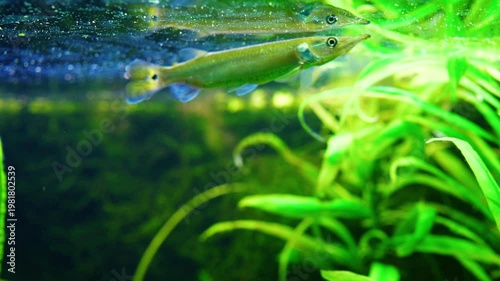A freshwater fish Ctenolucius hujeta hujeta swims among aquatic plants underwater. 