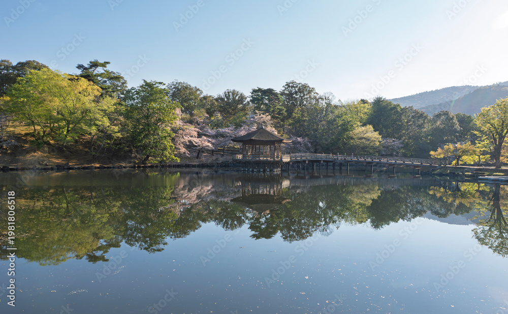 Obraz premium 静寂の朝に輝く水鏡、奈良公園・鷺池の浮見堂と満開の桜