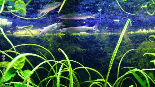 A freshwater fish Ctenolucius hujeta hujeta swims among aquatic plants underwater. 