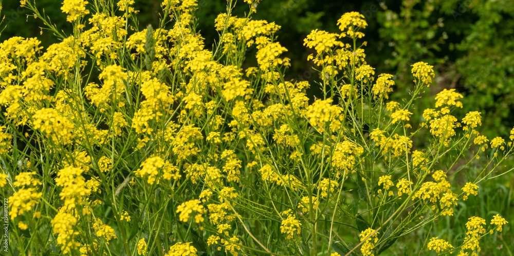 Ταπετσαρία Turkish wartycabbage yellow wild flowers Bunias orientalis, hill mustard or turk