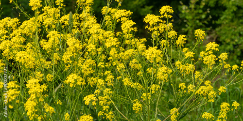 Fotografie Turkish wartycabbage yellow wild flowers Bunias orientalis, hill mustard or turk