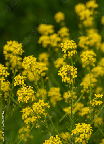 Φωτογραφία Turkish wartycabbage yellow wild flowers Bunias orientalis, hill mustard or turk