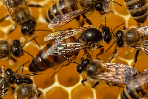 Queen Bee and bees. The queen is larger and stronger than the worker bees.