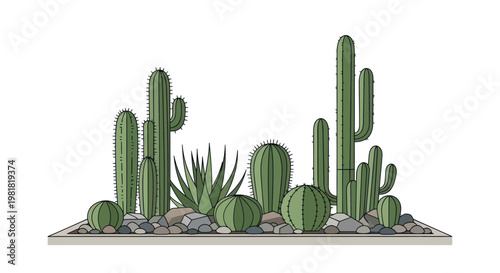 Collection of various green cacti plants.