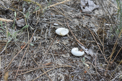broken egg of a turtle on sand in pine forest