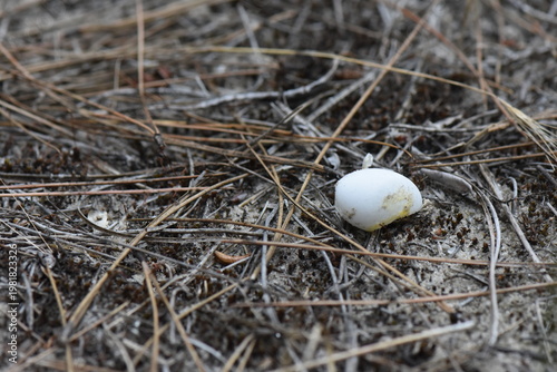 Broken turtle eggshell on sandy ground in pine forest