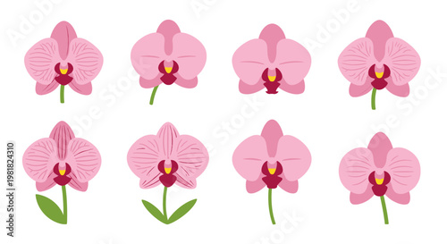 Collection of Beautiful Pink Orchid Flowers in Various Positions.