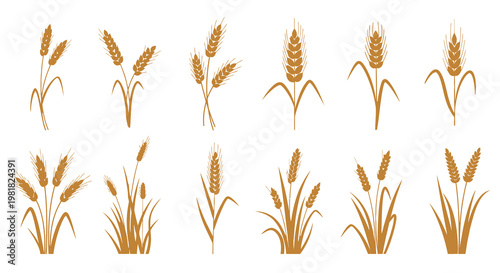 Various Illustrations of Wheat Plants in Different Stages.