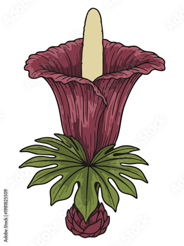Illustration of Corpse Flower (Titan Arum) with Exotic Maroon Flowers and Green Leaves on White Background
