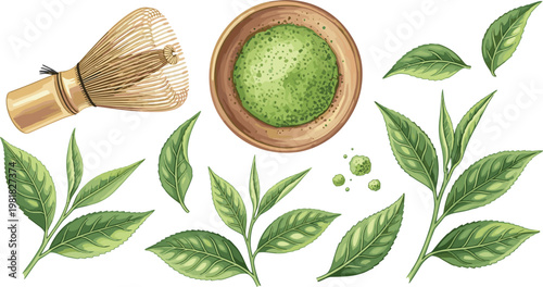 Matcha Green Tea Powder, Whisk, and Fresh Tea Leaves in a Natural and Healthy Vector Illustration"