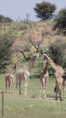 Vertical video,  a huge tower of giraffes