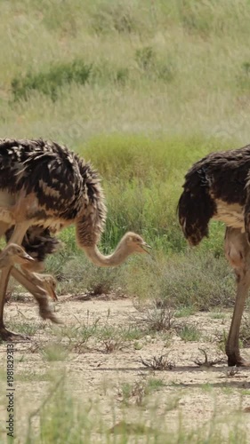Vertical video, a flock of ostriches on the move