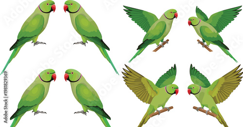 Parrot Bird Collection Featuring Green Ringneck Parakeet Pairs Flying and Perching Tropical Wildlife Illustrations for Nature Design
