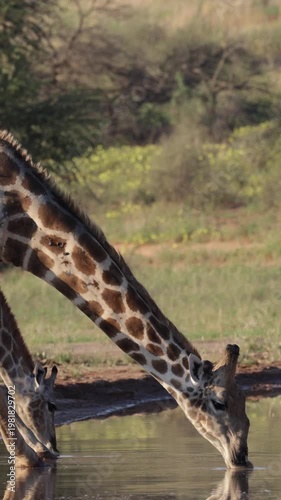 Vertical video,  Giraffes quenching their thirst