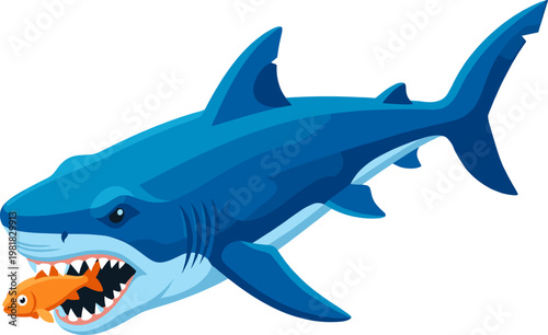 Great blue shark hunting and eating a small orange fish