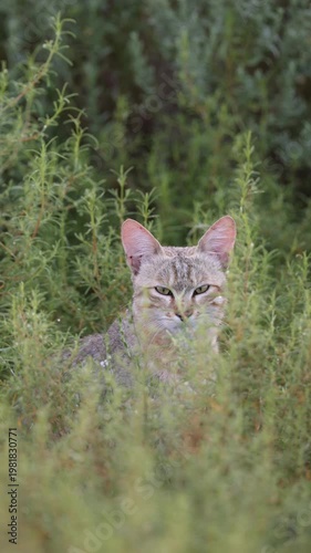 Vertical video,  an African wild cat close-up