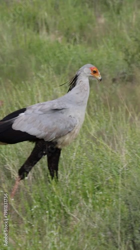 Vertical video, a pair of secretarybirds hunting