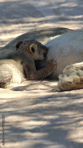 Vertical video, Small lion cubs suckle while the lioness rests.