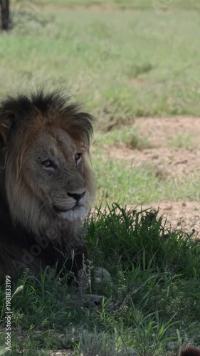 Vertical video, A mature black-maned male lion resting in the shade