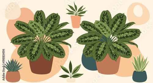 Lush green maranta prayer plants in terracotta pots arranged against an abstract decorative background for interior design.