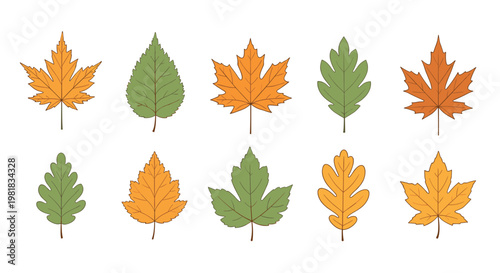 Collection of various autumn leaves in shades of green, yellow, and orange showing different tree species on white.