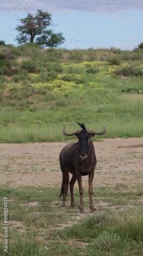 Vertical video, common animals in the Kgalagadi