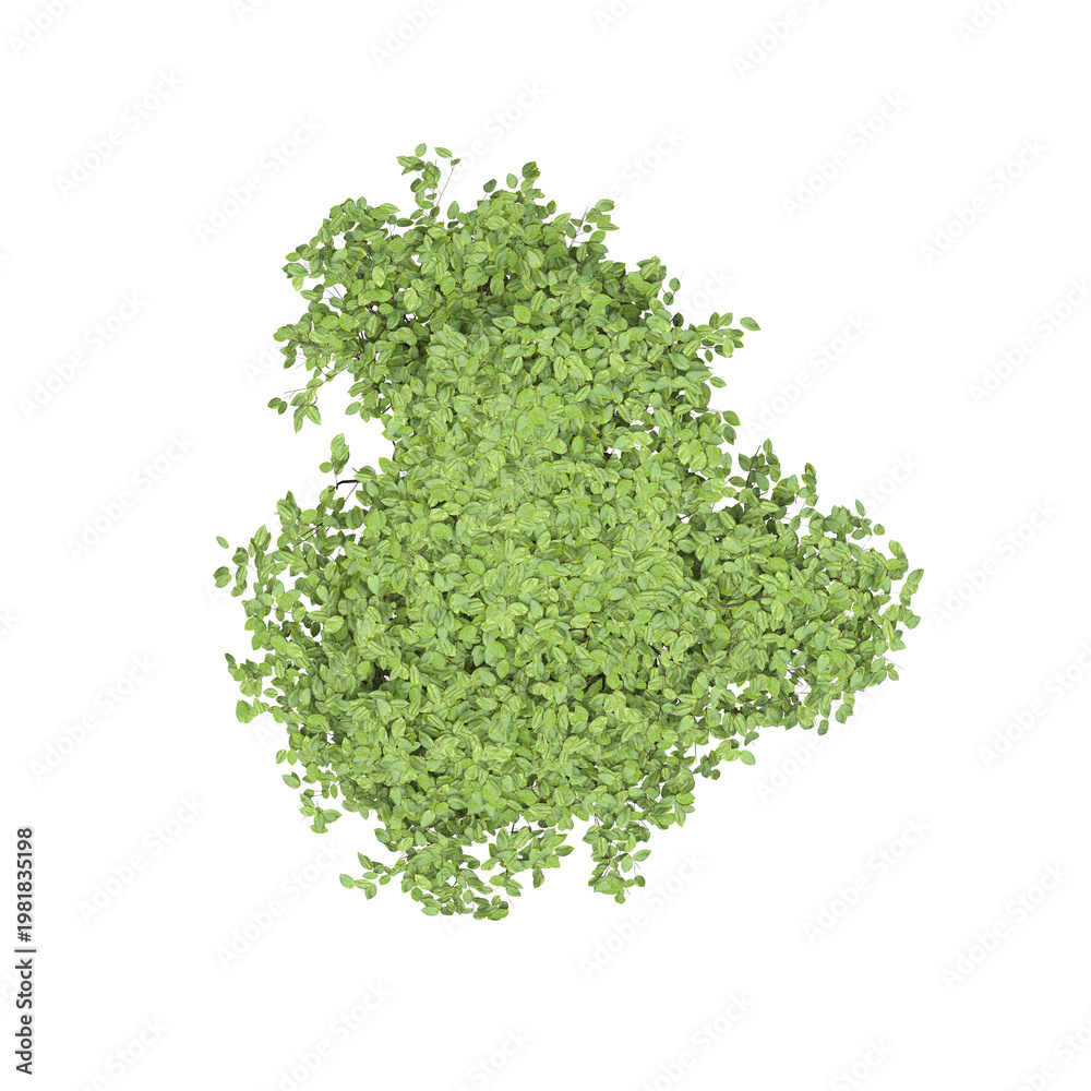 Fototapeta premium tree top view, isolate on a transparent background, 3d illustration