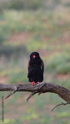 Vertical video,  a Bateleur eagle perched on a branch