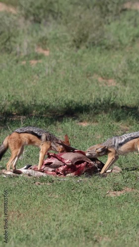 Vertical video,  a pair of black backed jackal feeing on an oryx carcass