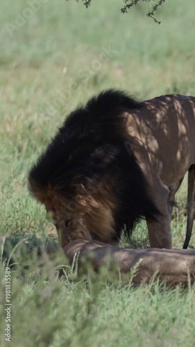 Vertical video, Black-maned lion and lioness