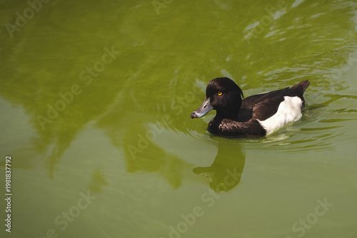 A male tufted duck with a nonchalant expression and yellow eyes swims in murky green pond water, showing off its striking black and white plumage 