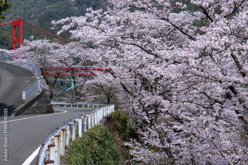 桜咲く大渡ダム湖畔をドライブ　高知県仁淀川町