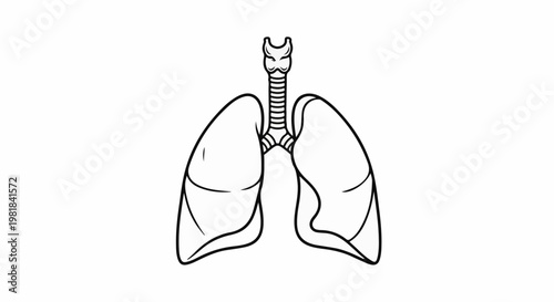 Simple black and white line drawing of human lungs and trachea